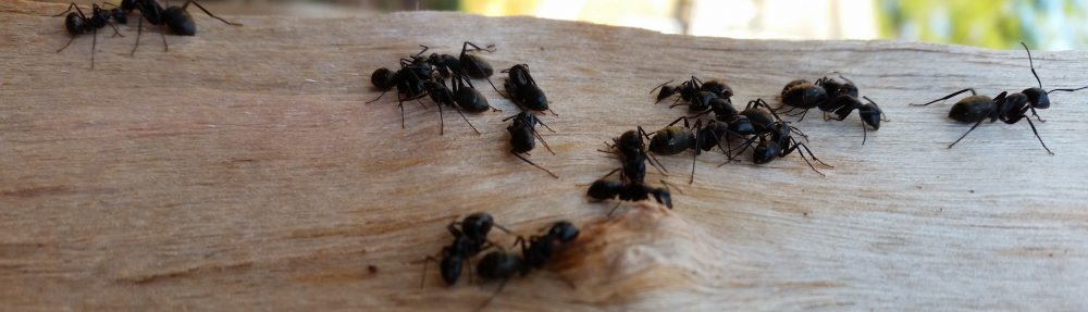 Bionomic Pest Solutions             (401) 261-7240